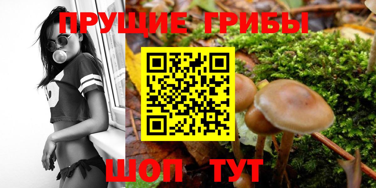 Псилоцибиновые грибы Cubensis Протвино